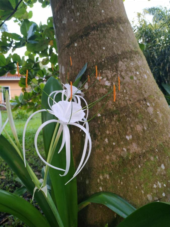 Bed and Breakfast La Luciernaga Big Creek Bocas del Toro Exterior foto