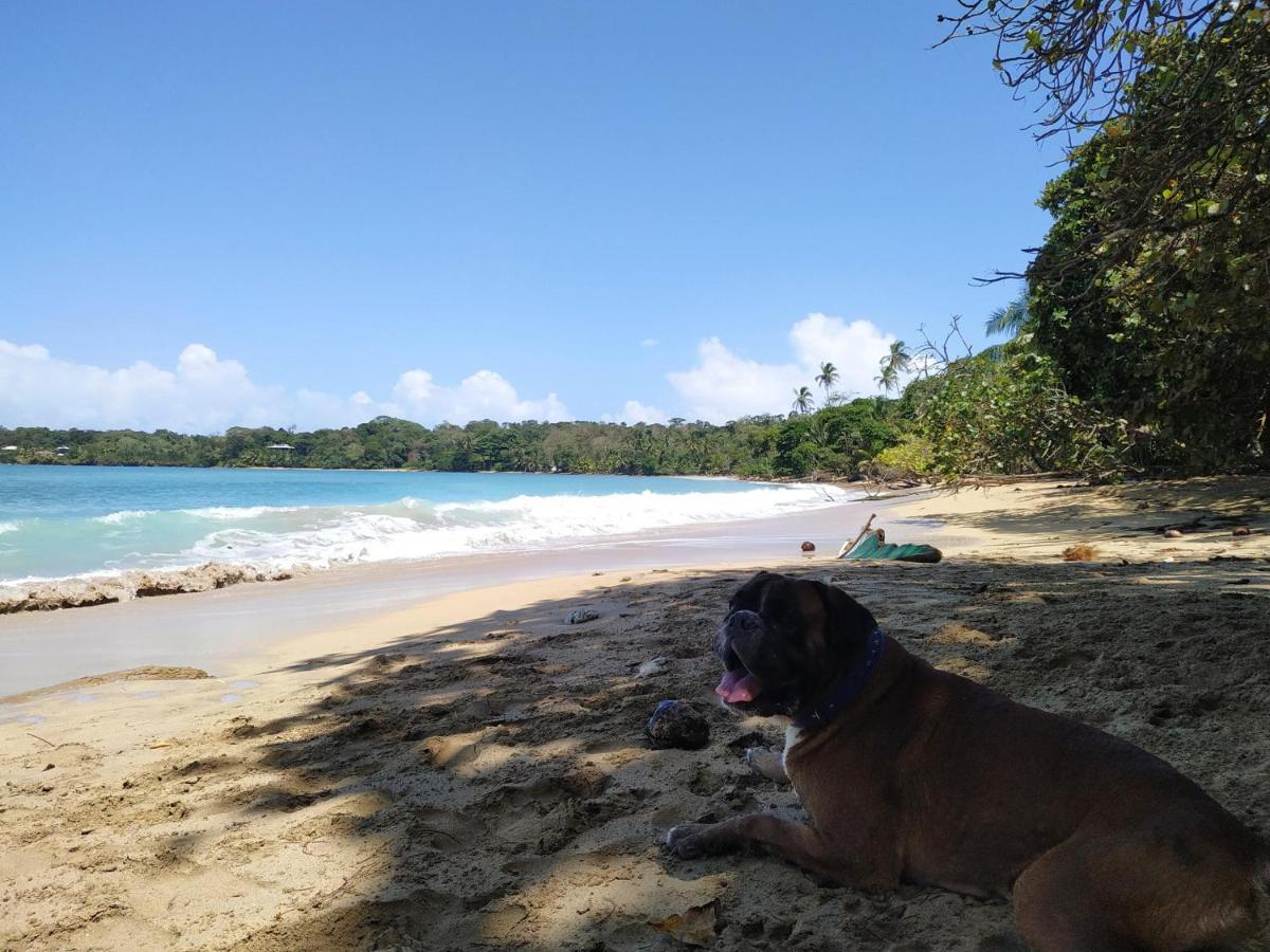 Bed and Breakfast La Luciernaga Big Creek Bocas del Toro Exterior foto